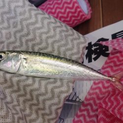 サバ！入れ食い！！