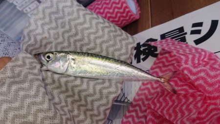 サバ！入れ食い！！