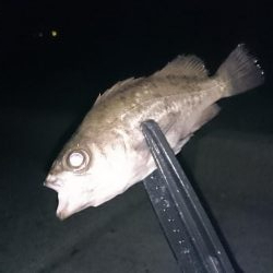 アジきたーーー！！