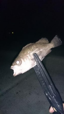 アジきたーーー！！