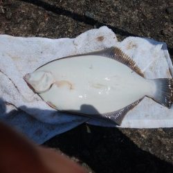 キスの引き釣りにカレイが釣れました