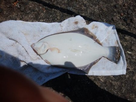 キスの引き釣りにカレイが釣れました