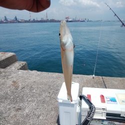 播磨新島のキス情報