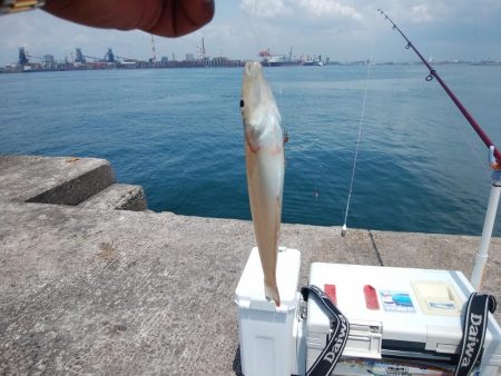 播磨新島のキス情報