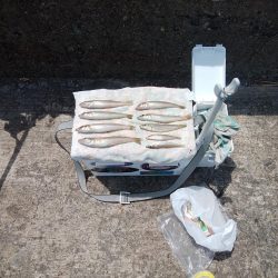 播磨新島のキス情報