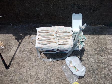 播磨新島のキス情報