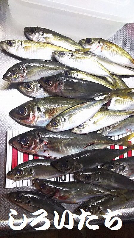 今度は、香住にアジ狙い。