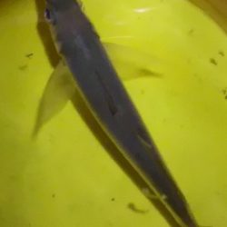 姫路のアジとガシラ