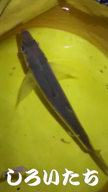 姫路のアジとガシラ