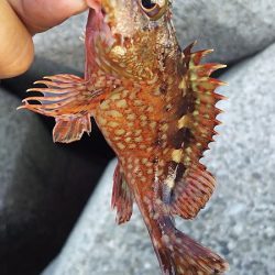 本日も出動、アジとガシラ狙い。