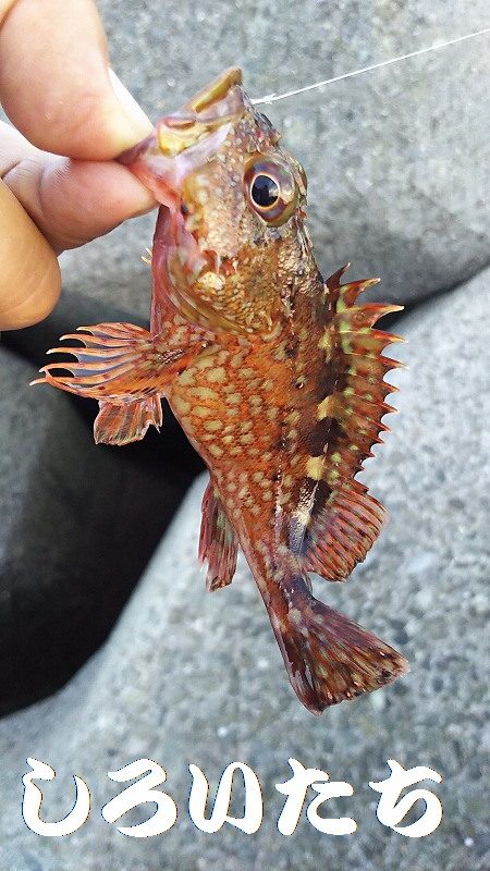 本日も出動、アジとガシラ狙い。