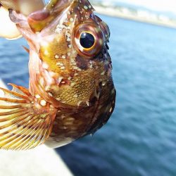 ベラとの戦い。