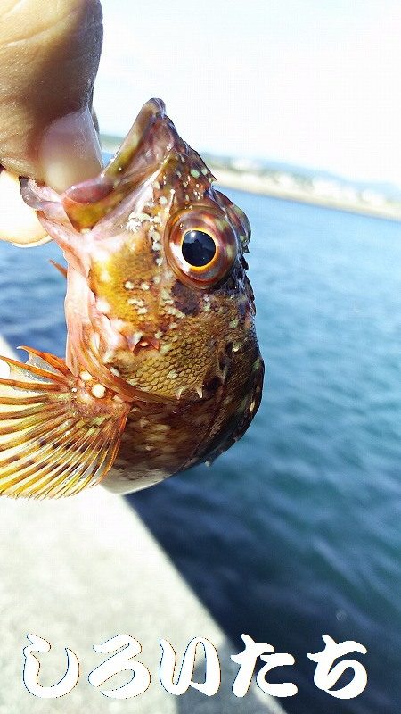 ベラとの戦い。