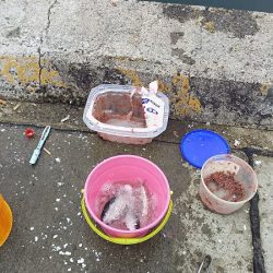 マイワシいた！