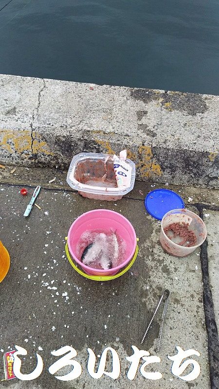 マイワシいた！