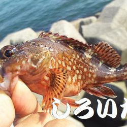 お昼の釣り。