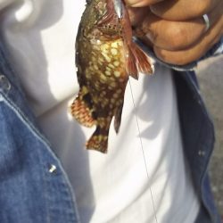 深夜の釣りと真剣アジングなど。