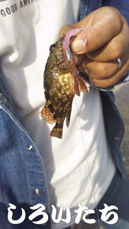 深夜の釣りと真剣アジングなど。