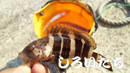 今日は、アジを昨日の倍は釣る。