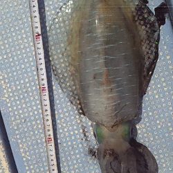 今シーズン初アオリ