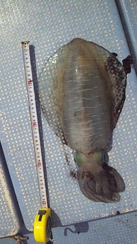 今シーズン初アオリ