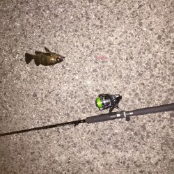 ボウズのがれに‼︎