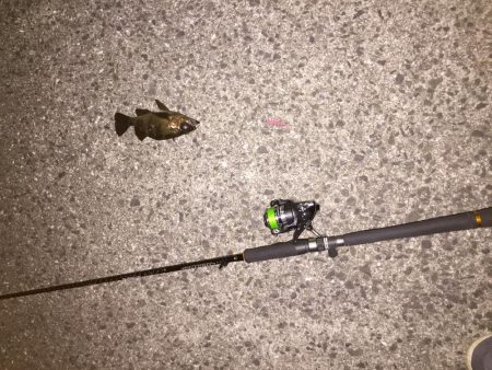 ボウズのがれに‼︎