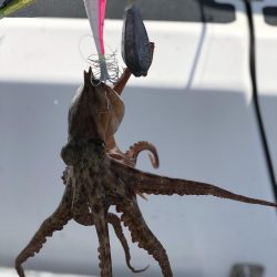 オクトパッシング