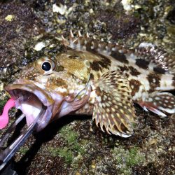 五目ライトゲーム