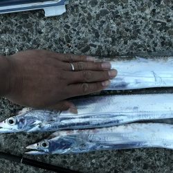 迷ったらタチウオ