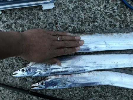 迷ったらタチウオ