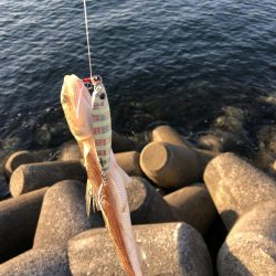 ショアジギング