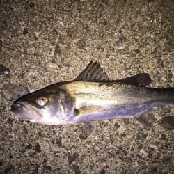 セイゴばっかり