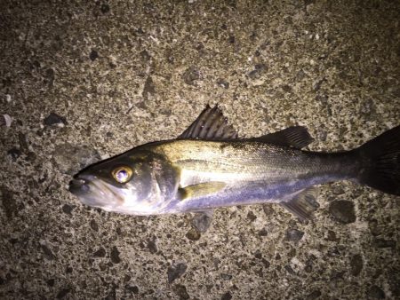 セイゴばっかり