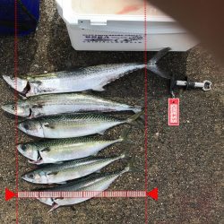 武庫川一文字 サゴシ・大サバ