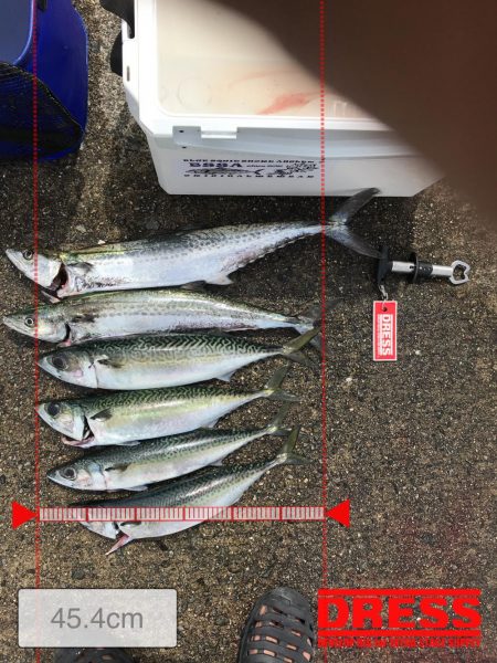 武庫川一文字 サゴシ・大サバ