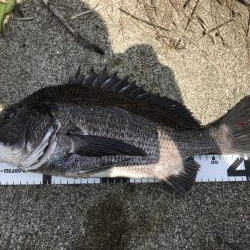 イチノ兄弟、釣果!