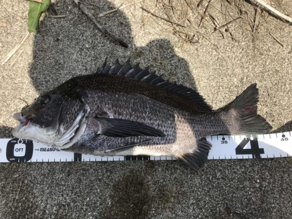 イチノ兄弟、釣果!