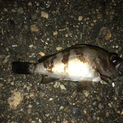 アジ祭り時々メバル