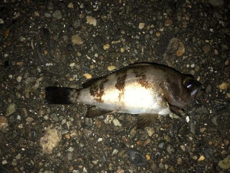 アジ祭り時々メバル