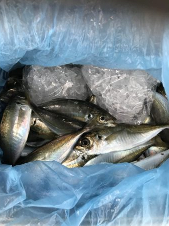 岩屋一文字で飛ばしサビキ