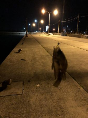 令和元年初釣り