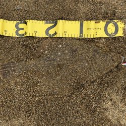 チヌ、ヒラメ狙いで