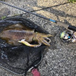 アオリイカ開幕