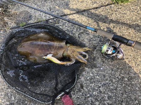 アオリイカ開幕