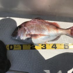 バチコン 鯛ラバ