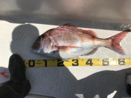 バチコン 鯛ラバ