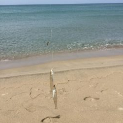 ちょい投げキス釣り