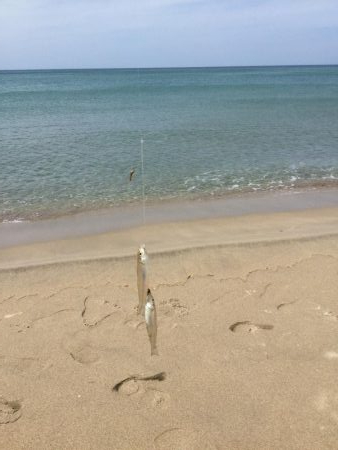 ちょい投げキス釣り