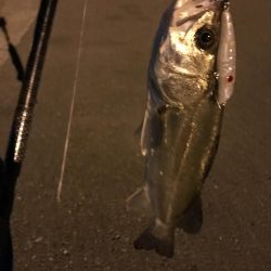 久々のオカッパリ